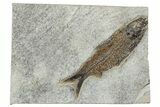 Eocene Fossil Fish (Knightia) - Wyoming #233870-1